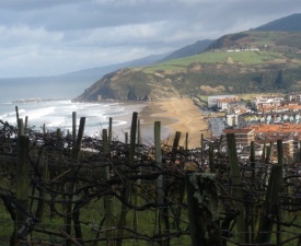 Looking over txakoli vines down to Zarauz